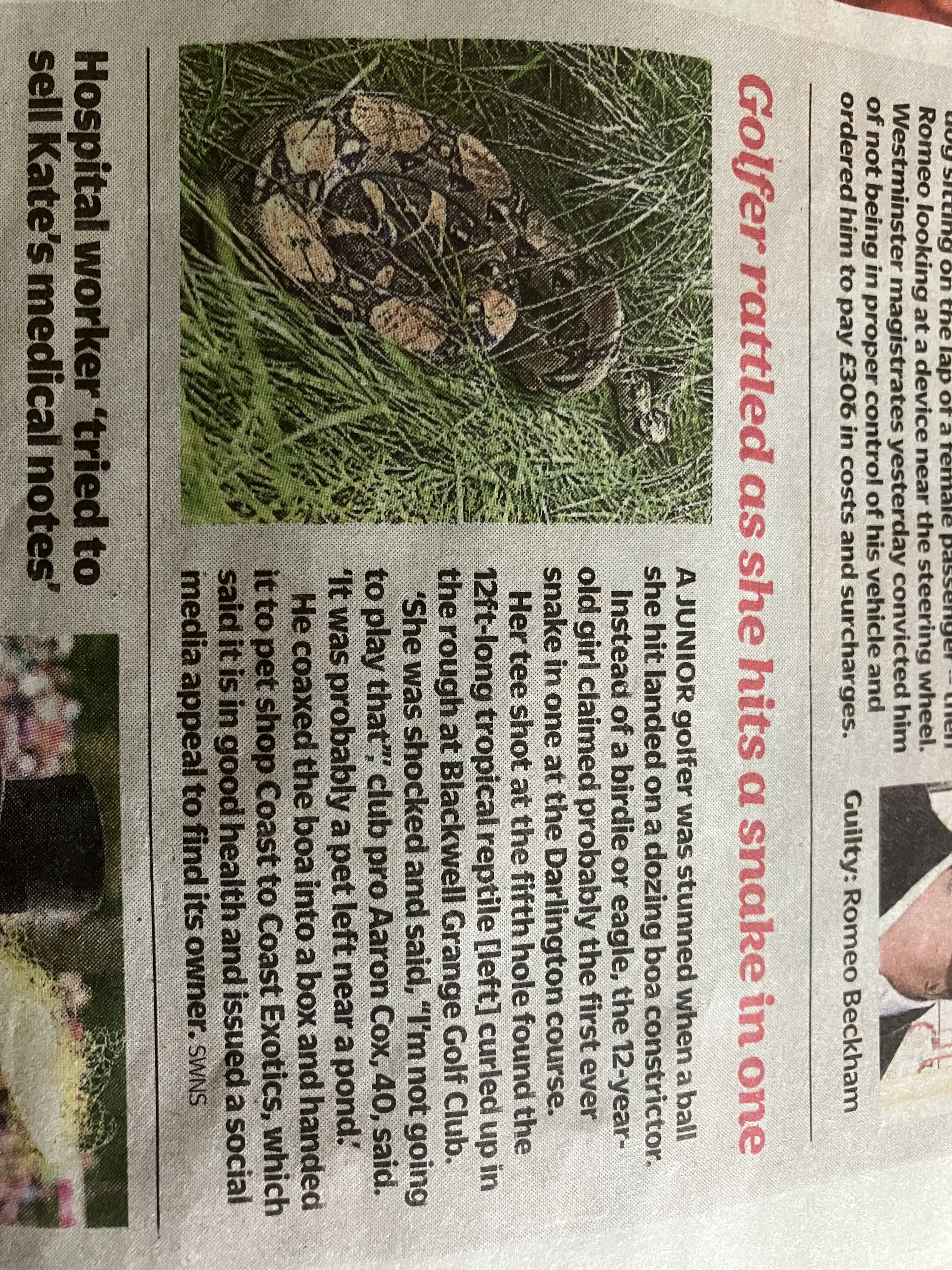 Golf coach rescues two boa constrictors found on Darlington course